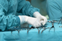 Plastic and cosmetic surgery in Tunisia.